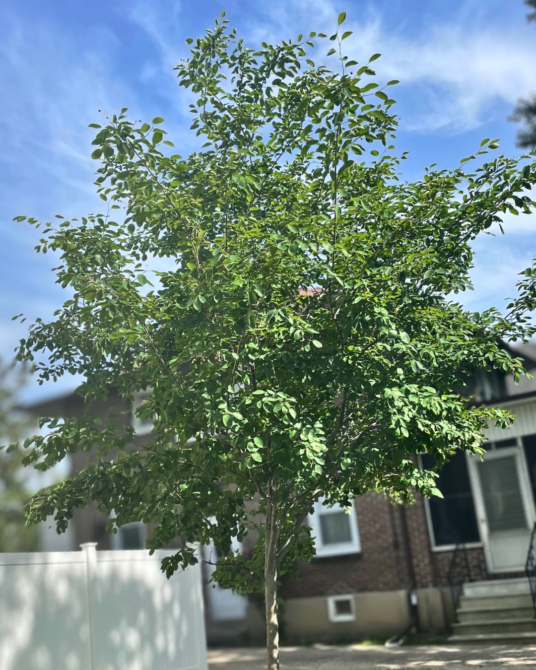 Single-trunk Autumn Brilliance Serviceberry with green leaves growing in a front landscape.